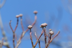 春を待つ蕾
