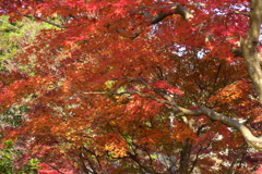 藻原寺の紅葉