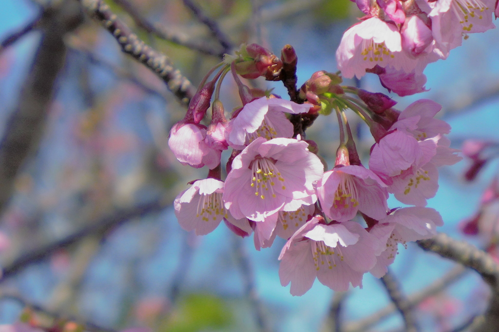 公園の桜