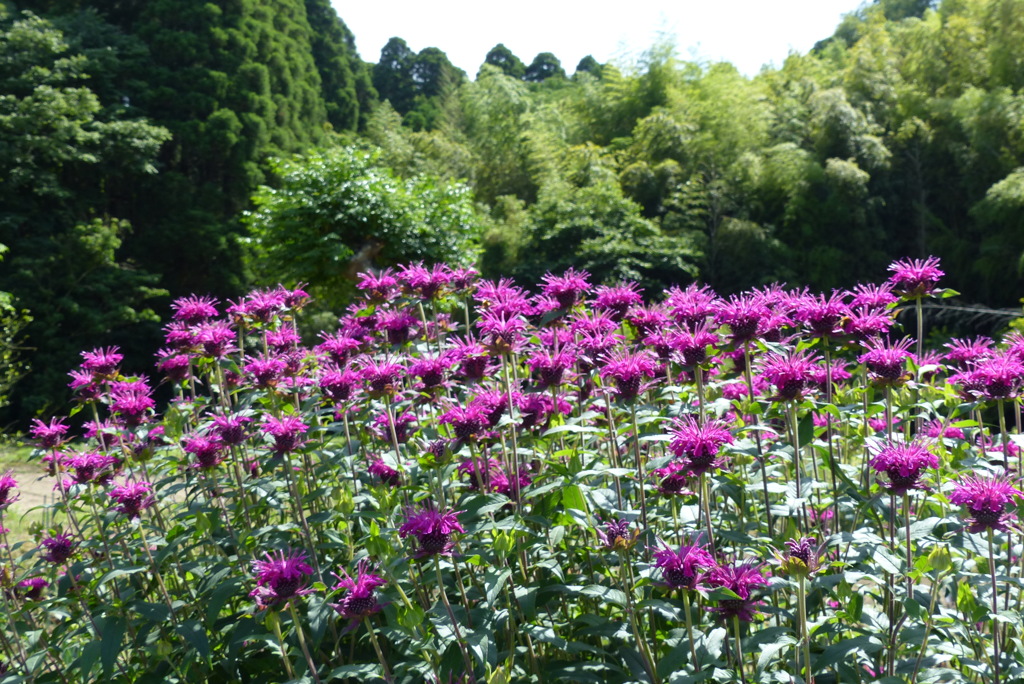 松明花