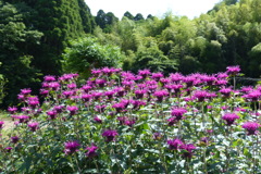 松明花