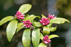 沈丁花　