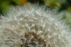 タンポポが種をまく