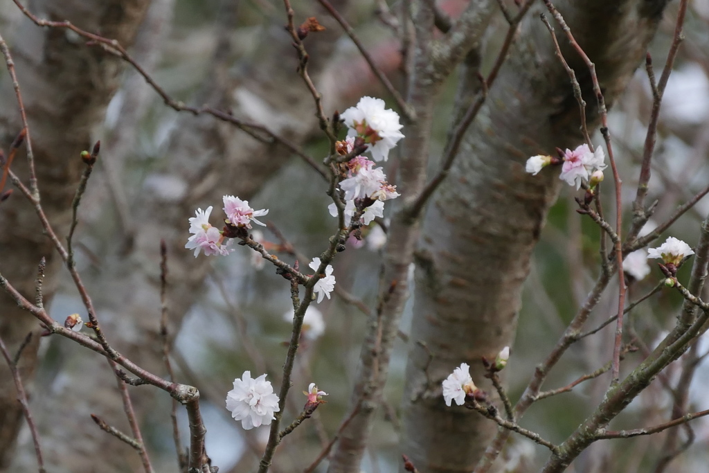 10月桜　1