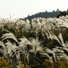 盛りのススキ