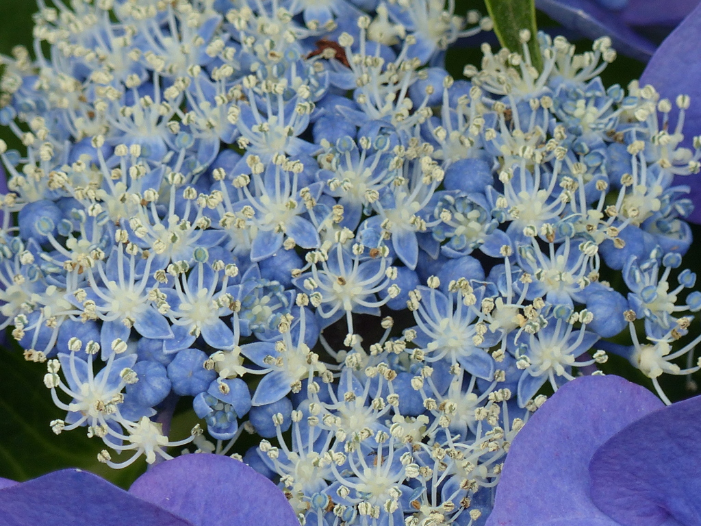 本花が満開