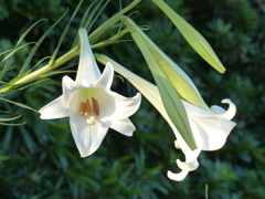 新鉄砲百合