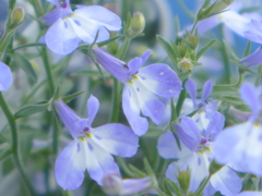 涼しげな花