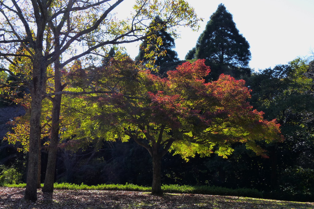 紅葉