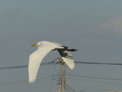 田んぼから田んぼへ