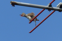全身で鳴く