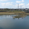 サギコロニーの近況
