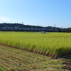 刈り取りの様子　1