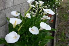 カラー