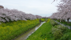 茂原の桜　2