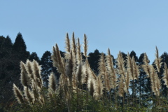 パンパスグラス