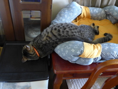 ZZZZZZ・・・・・