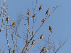 鳥の生る木