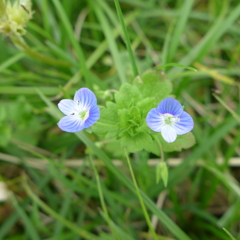オオイヌノフグリ