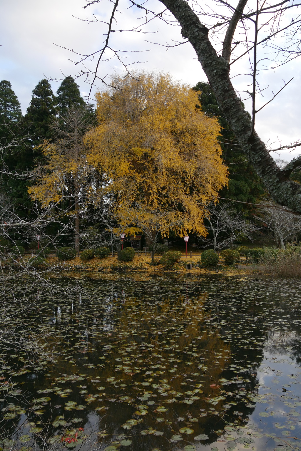 大銀杏