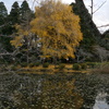 大銀杏