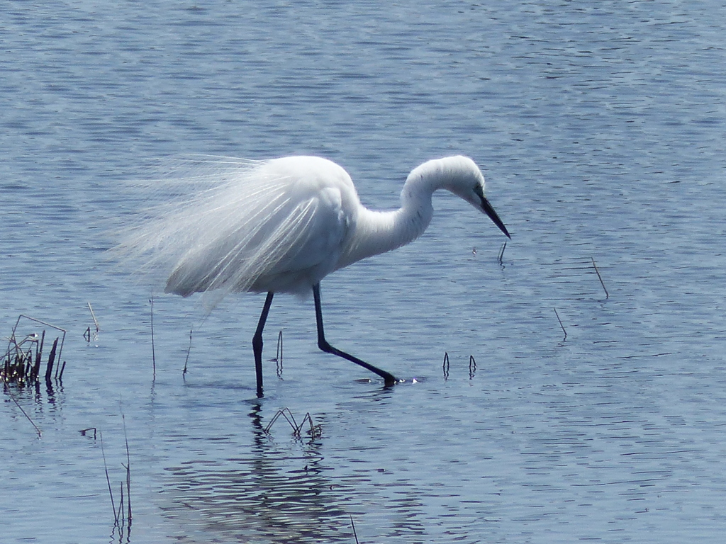 飾り毛がきれい