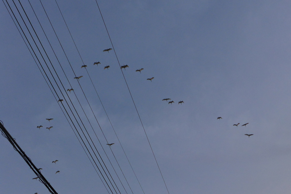 ねぐらへ帰るシラサギ