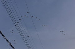 ねぐらへ帰るシラサギ