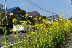 道端の菜の花