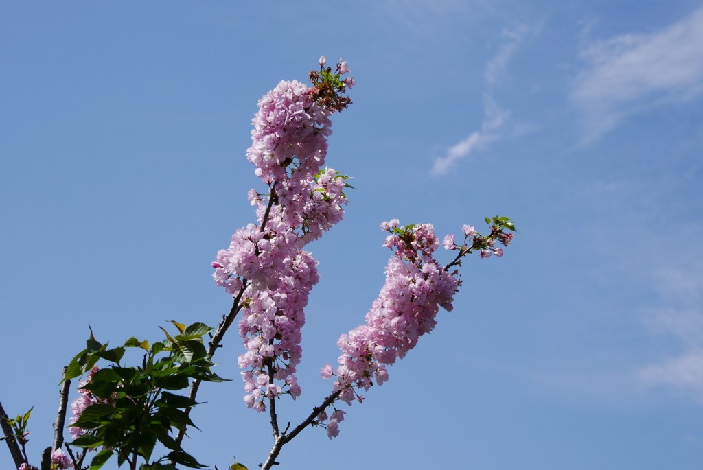 八重桜