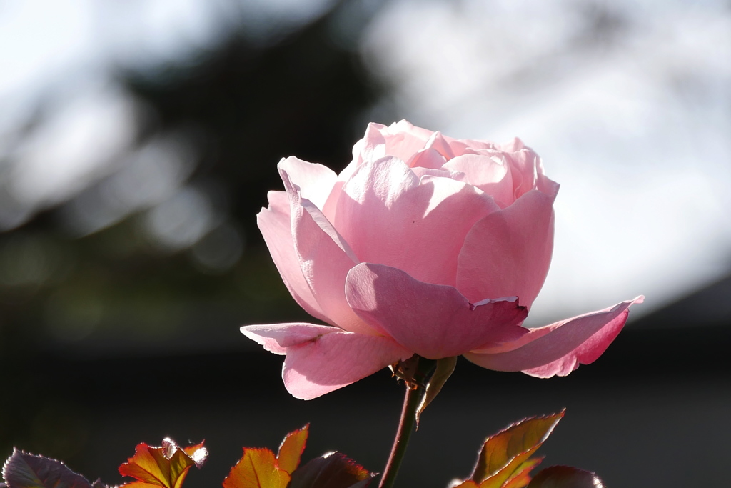 薔薇