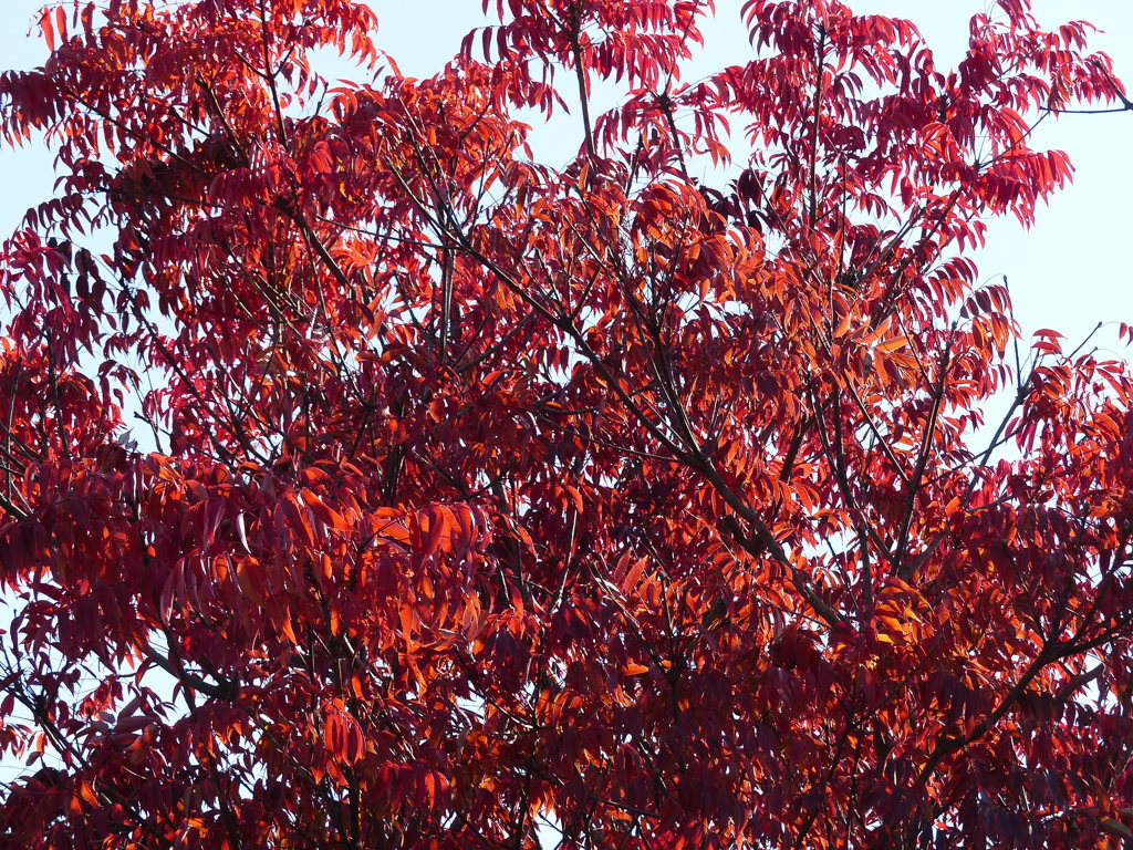 紅葉