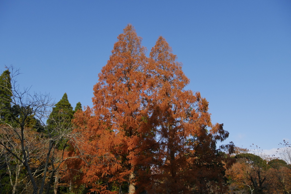 メタセコイアの紅葉　1