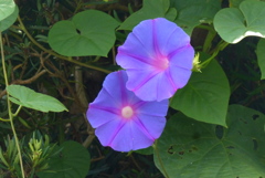 朝顔