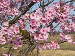 河津桜　3