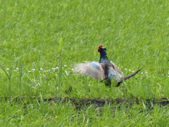 鳴いています