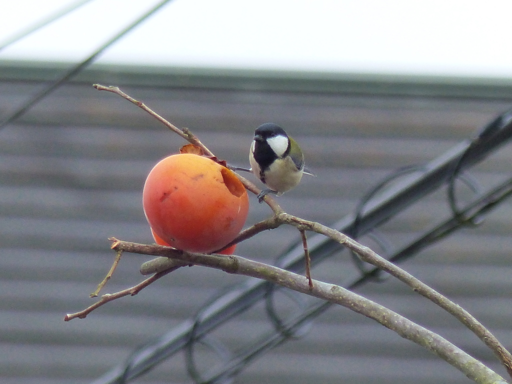 シジュウカラ