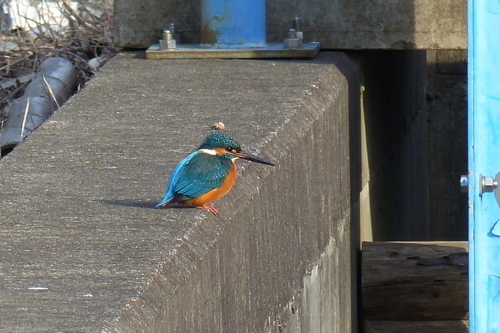 水門でのカワセミ