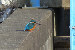 水門でのカワセミ