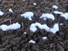 霜柱と雪