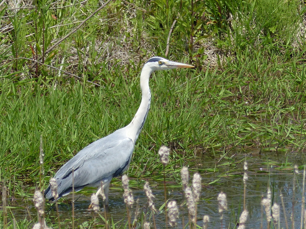 アオサギもやってきます