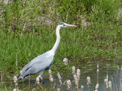 アオサギもやってきます