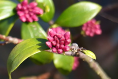 沈丁花