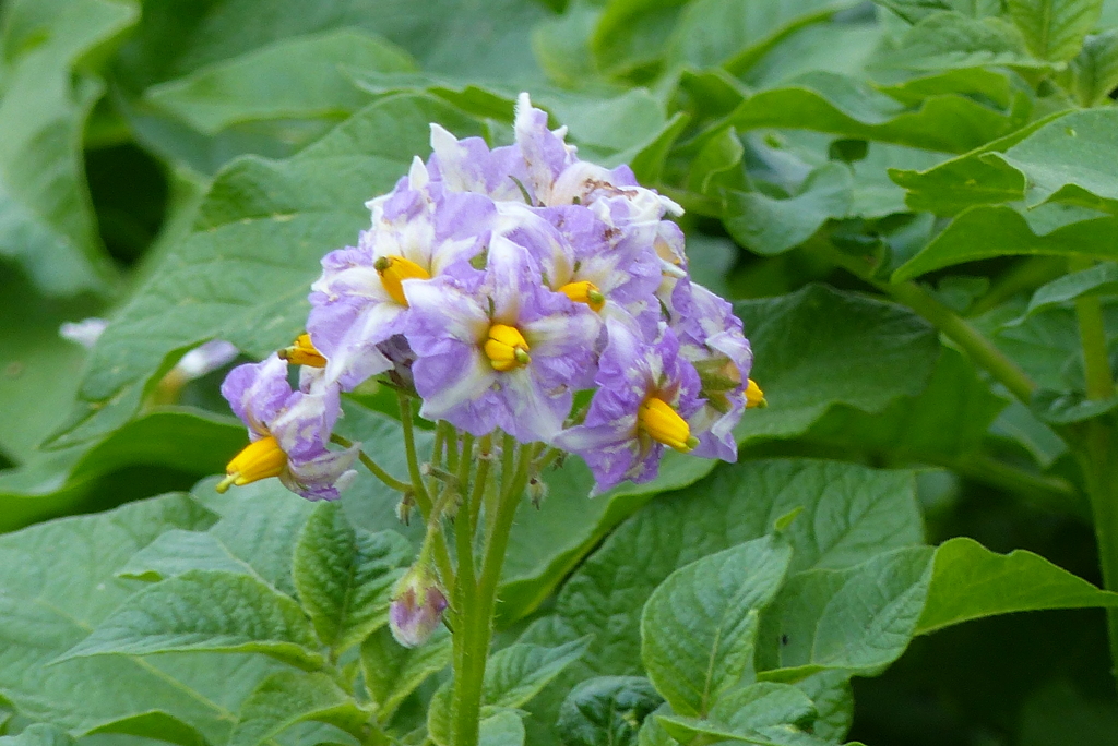 ジャガイモの花