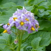 ジャガイモの花