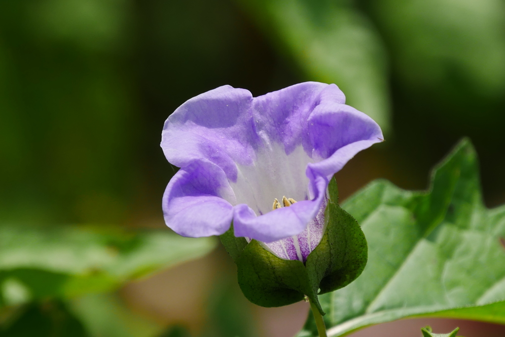 黒フウセン　花