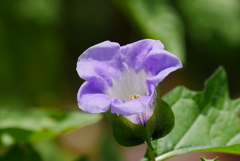 黒フウセン　花