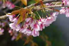 河津桜