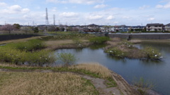コロニー近況　全体
