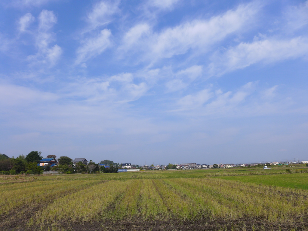 いつもの田んぼ3